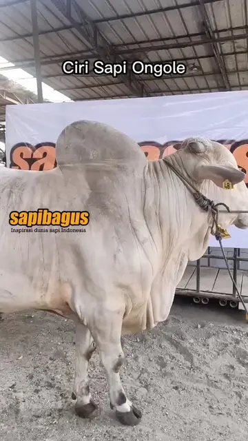 Ciri-Sapi-Ongole